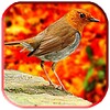 Singing Birds LWP