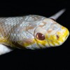 Snake Sounds