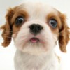 Sniffing Pets Free