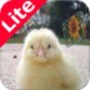 Sounds For Kids - Lite
