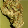 Sour Diesel Live Wallpaper