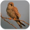 Spanish Birds Sounds
