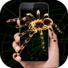 Spider In Phone