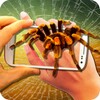 Spider Pranks Camera