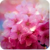 Spring_day