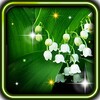 Springs Lilies Flowers