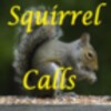 Squirrel Calls