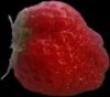 Strawberries Free