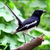 Suara Burung Kacer