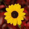 Sunflower Wallpaper