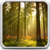 Sunny Forest Live Wallpaper