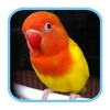 Super Bird