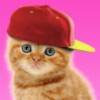Sweet Cat And Caps