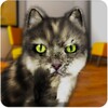 Talking Cat Funny