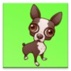 Talking Chihuahua