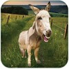 Talking Donkey