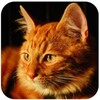 Talking Lovely Cat