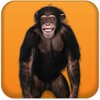 Talking Monkey