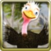 Talking Ostrich Free