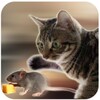 Talking Reality Cat