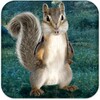 Talking Squirrel