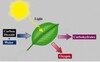 Talmi Biology Book( TBB) App