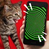 Tease Cat Simulator!