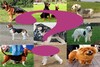 Test Perros