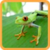 The Animals For Children FREE