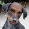 The Best Funny Pictures