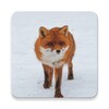 The Most Beautiful Fox Pictures Around The World Of 4K