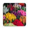The Most Beautiful Spring Pictures Around The World 4K