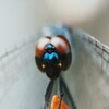 The Most Beautiful Wallpapers Of The Fly Animals