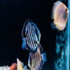 The Most Beautiful Wallpapers Of The Sea Animals 4k