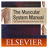 The Muscular System Manual
