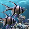 The Real Aquarium - HD