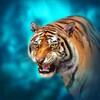 The Tiger