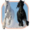 ThoroughbredHorse
