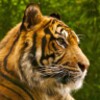 Tiger HD LWP Lite