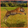 Tiger Hunter