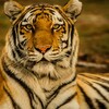 Tiger Sounds