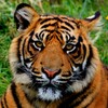 Tiger Wallpapers