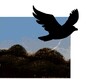 To Kill A Mocking Bird Full Novel