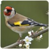 Top Sonneries Oiseaux