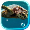 Tortoises Sea live wallpaper