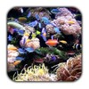 Tropical Aquarium Live Wallpaper