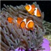 Tropical Fish Live Wallpaper