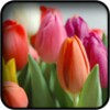 Tulips Wallpapers