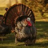 Turkey Bird Sounds