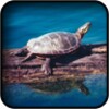 Turtle Wallpapers